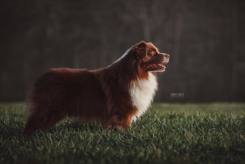 Michigan bailey Des Bergers D'eden