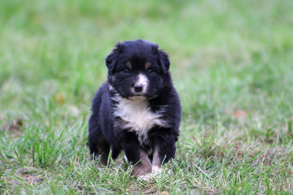 Des Bergers D'eden - Chiot disponible  - Berger Australien