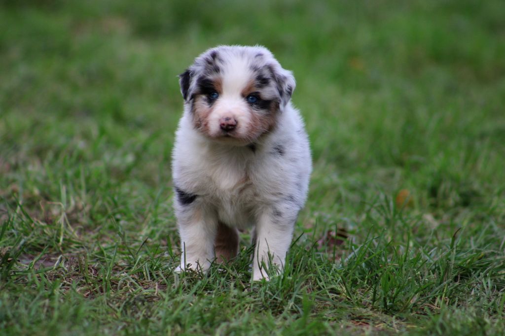 Des Bergers D'eden - Chiot disponible  - Berger Australien