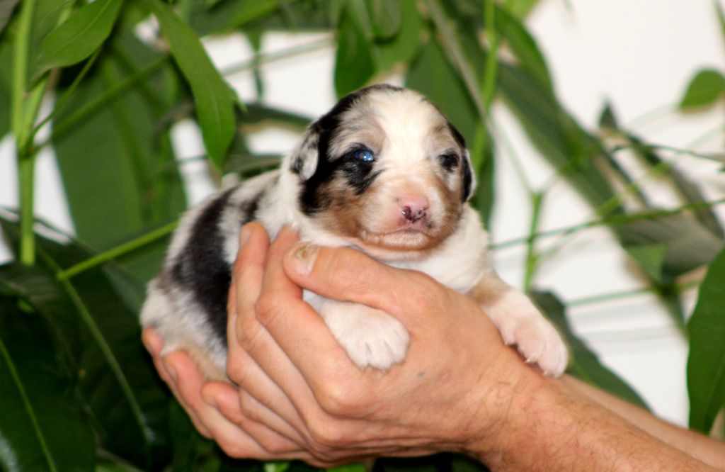 Des Bergers D'eden - Chiot disponible  - Berger Australien