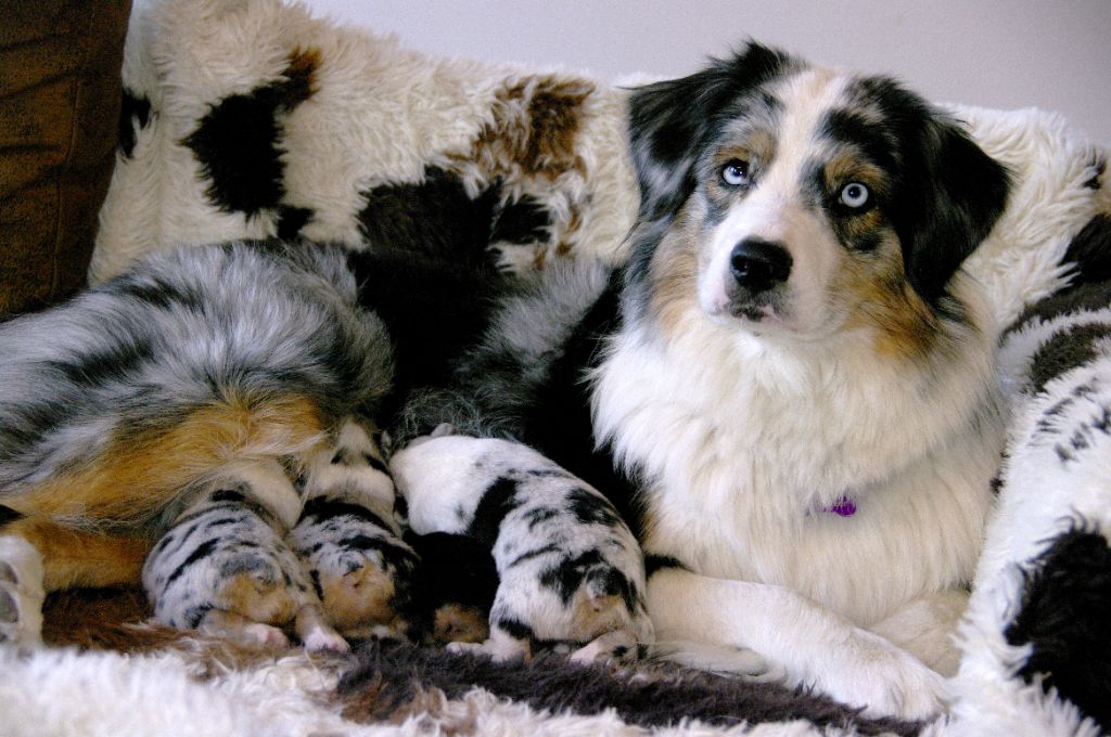 chiot Berger Australien Des Bergers D'eden