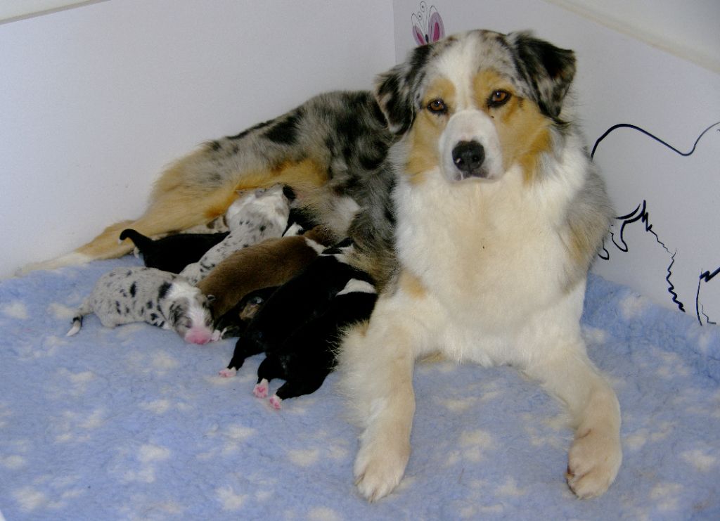 chiot Berger Australien Des Bergers D'eden