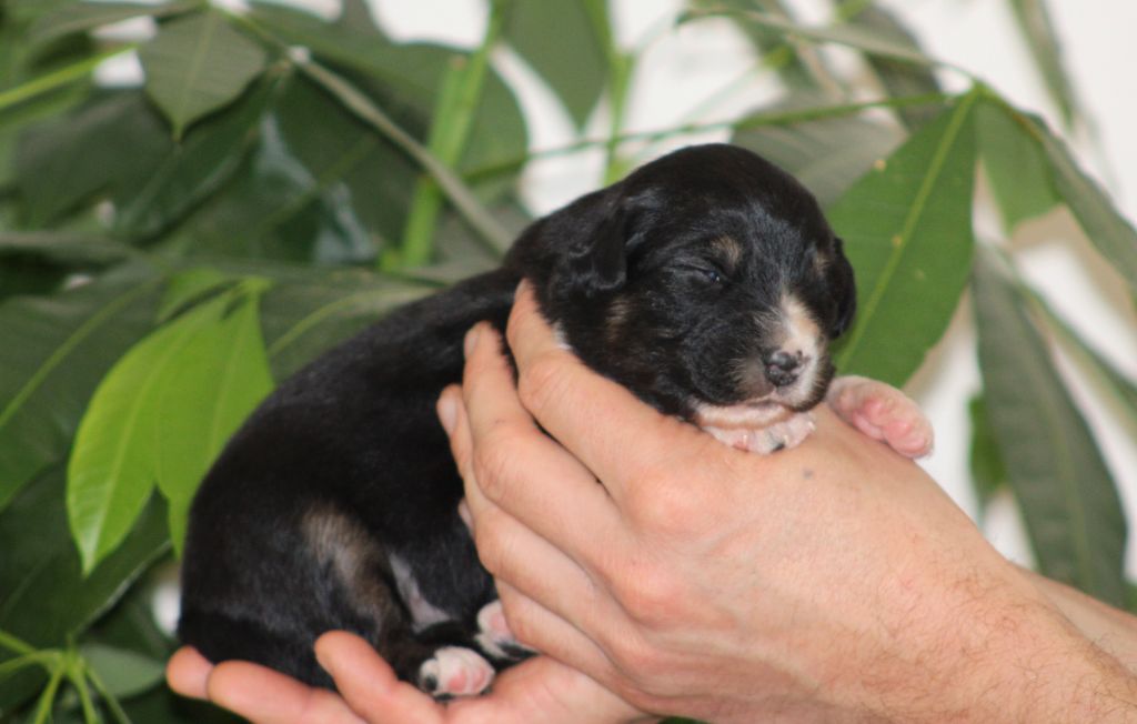 Des Bergers D'eden - Chiot disponible  - Berger Australien