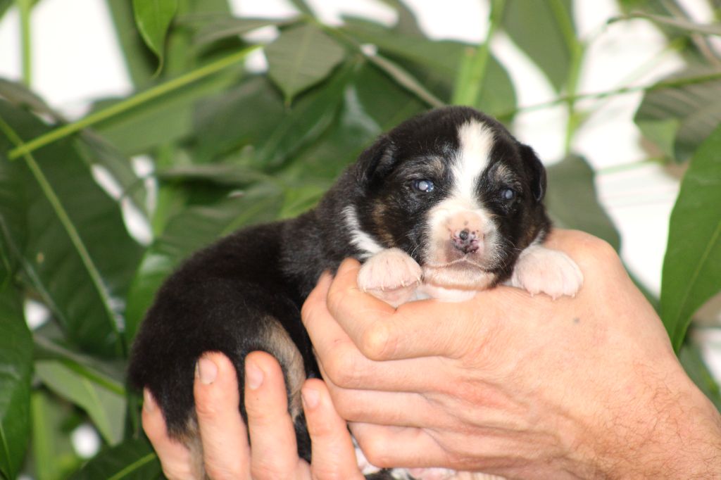 Des Bergers D'eden - Chiot disponible  - Berger Australien