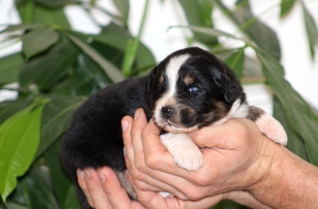 Des Bergers D'eden - Chiot disponible  - Berger Australien