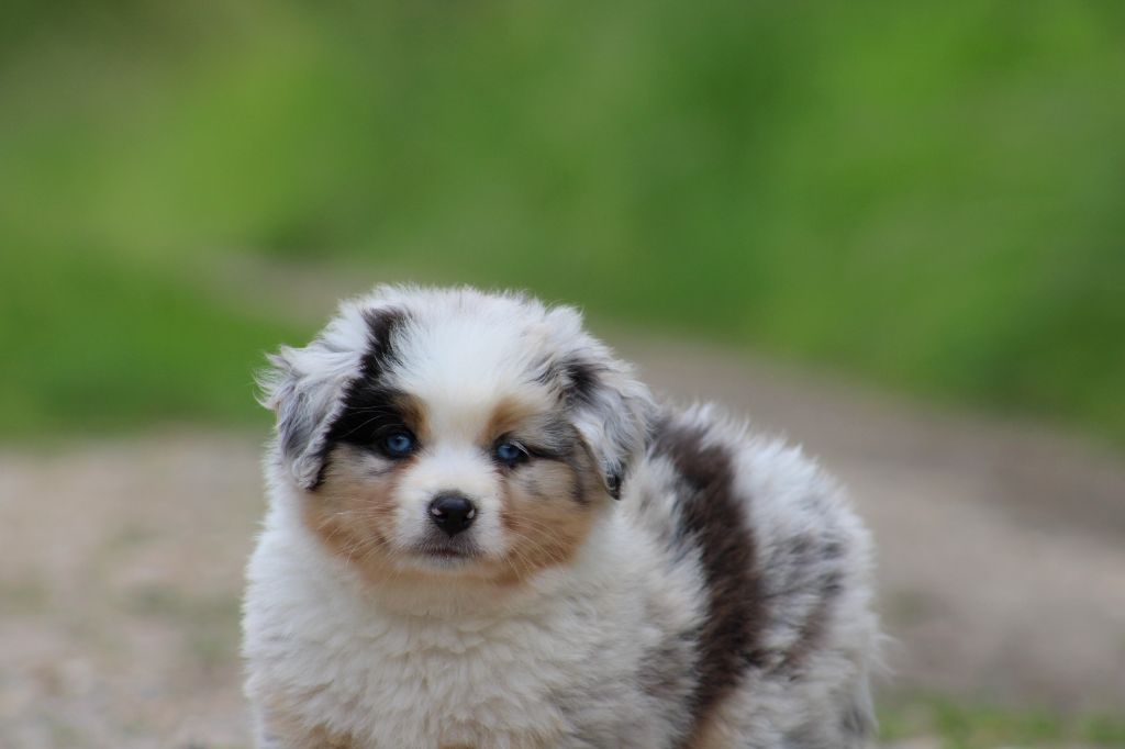 chiot Berger Américain Miniature  Des Bergers D'eden