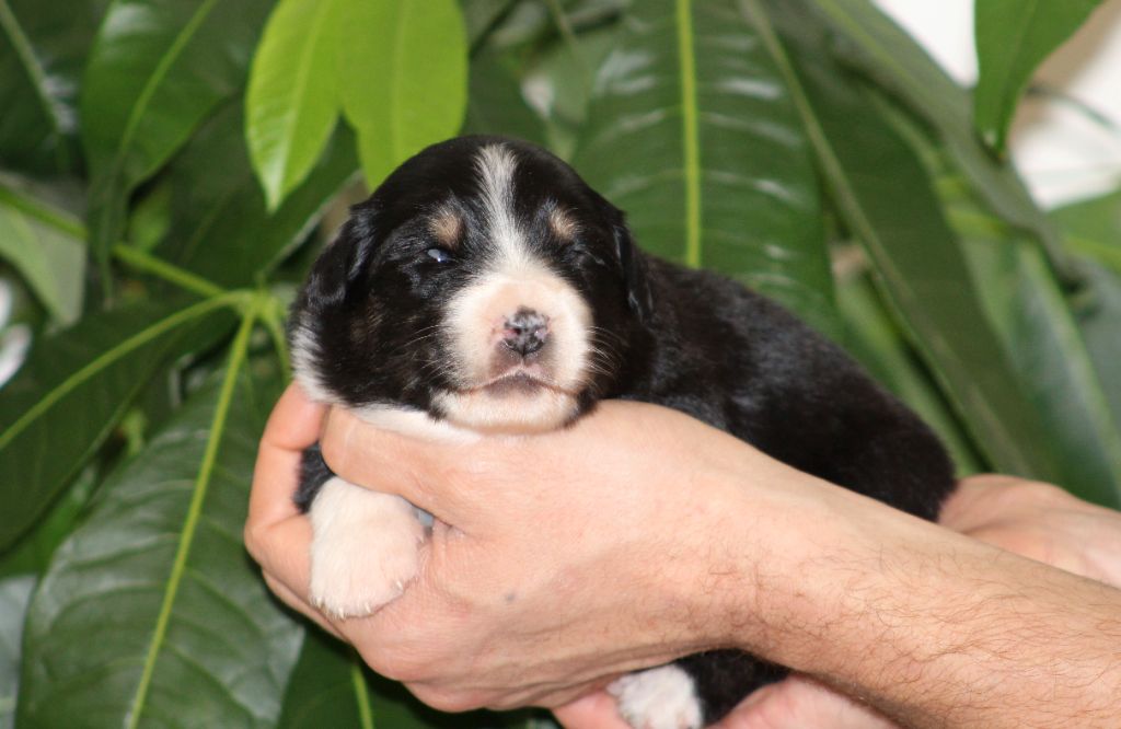 Des Bergers D'eden - Chiot disponible  - Berger Australien