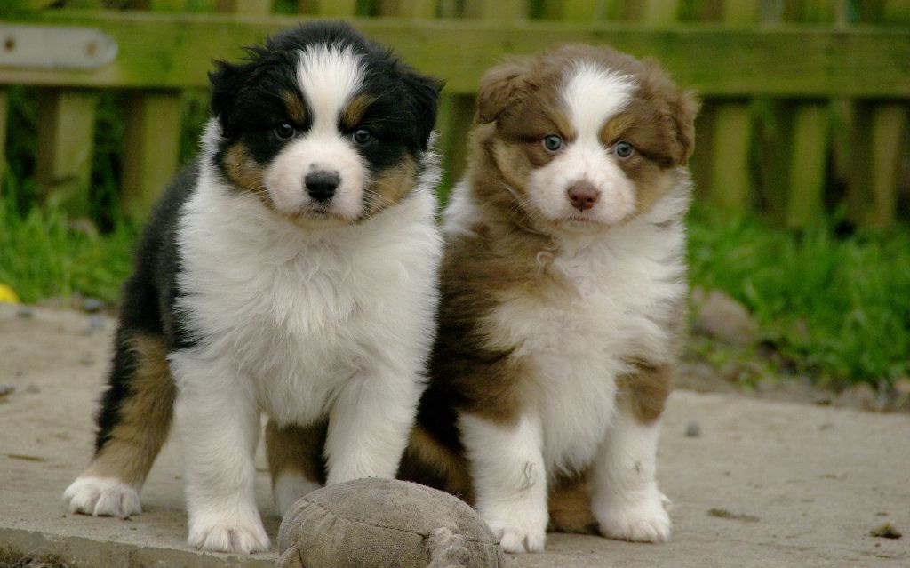 chiot Berger Australien Des Bergers D'eden