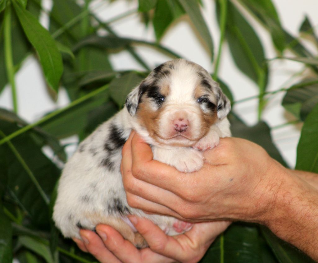 Des Bergers D'eden - Chiot disponible  - Berger Australien