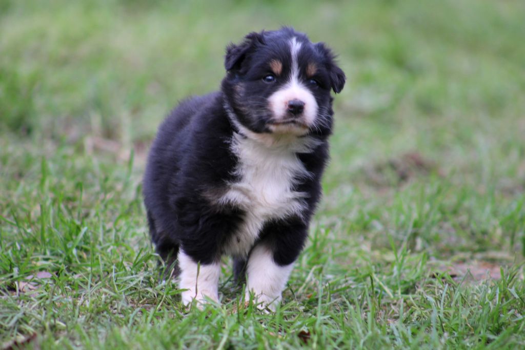 Des Bergers D'eden - Chiot disponible  - Berger Australien