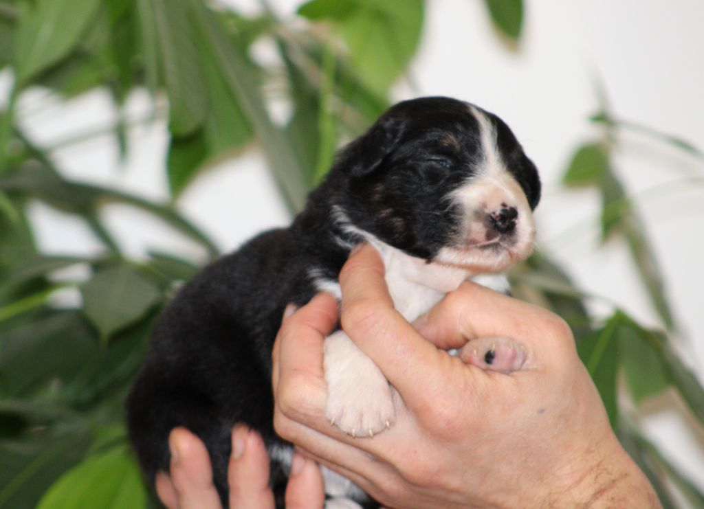 Des Bergers D'eden - Chiot disponible  - Berger Australien