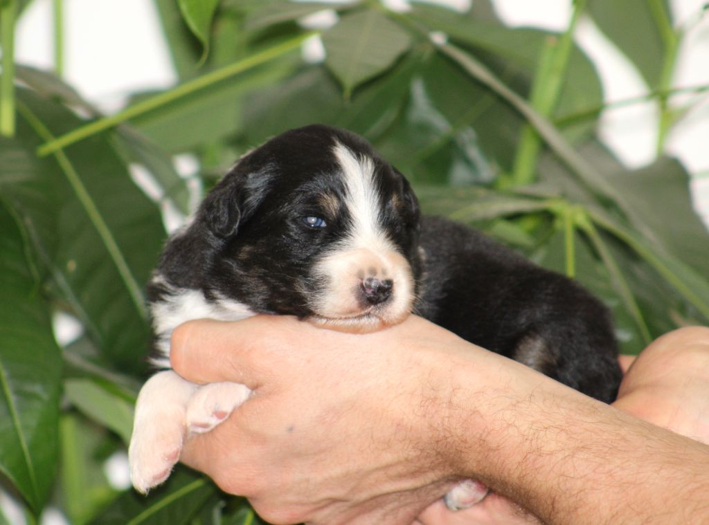 Des Bergers D'eden - Chiot disponible  - Berger Australien