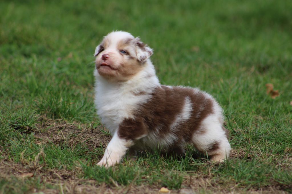 Des Bergers D'eden - Chiots disponibles - Berger Australien