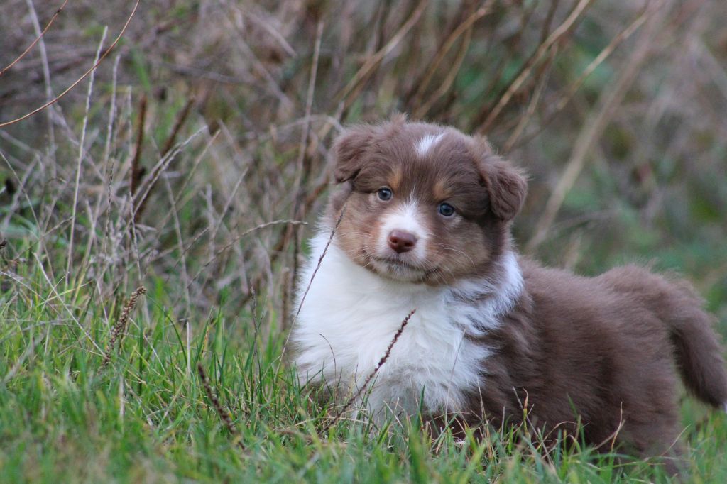 Des Bergers D'eden - Chiots disponibles - Berger Australien