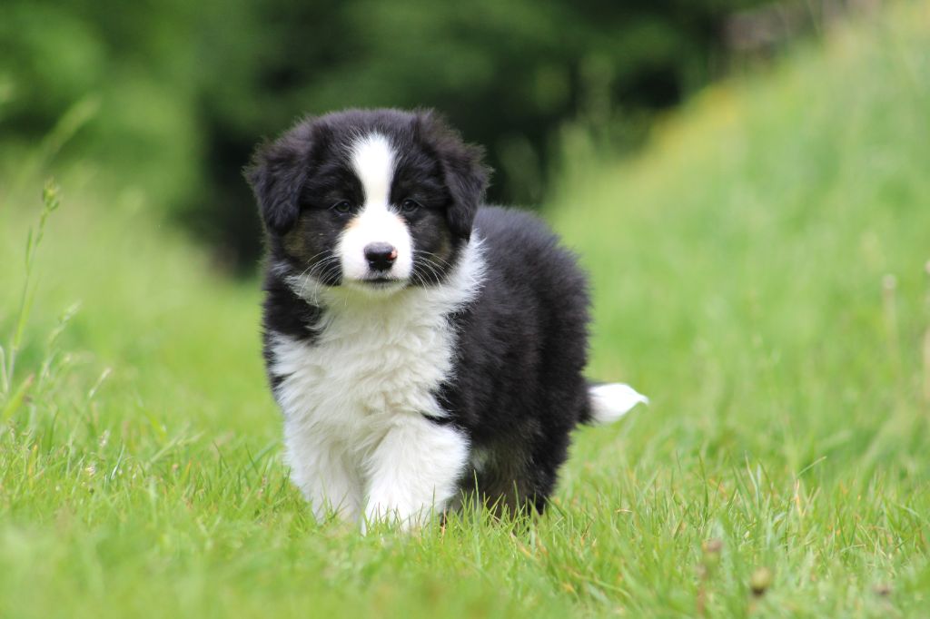 Des Bergers D'eden - Chiots disponibles - Berger Américain Miniature 