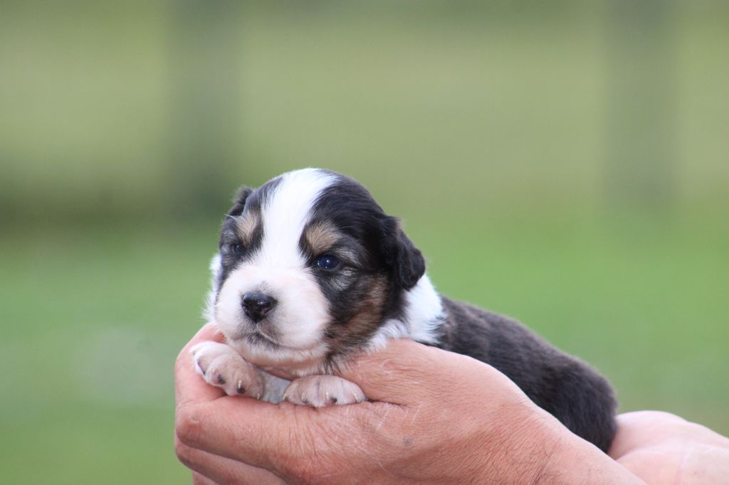 Des Bergers D'eden - Chiots disponibles - Berger Australien