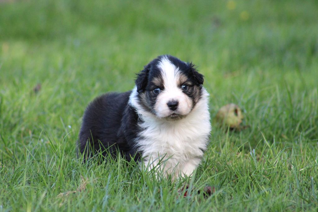 Des Bergers D'eden - Chiots disponibles - Berger Australien
