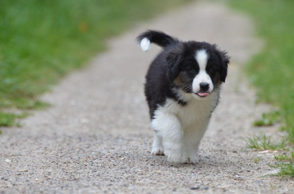 Des Bergers D'eden - Chiots disponibles - Berger Américain Miniature 