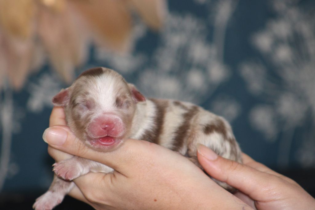 Des Bergers D'eden - Chiots disponibles - Berger Australien