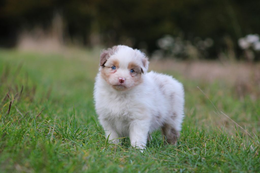 Des Bergers D'eden - Chiots disponibles - Berger Australien