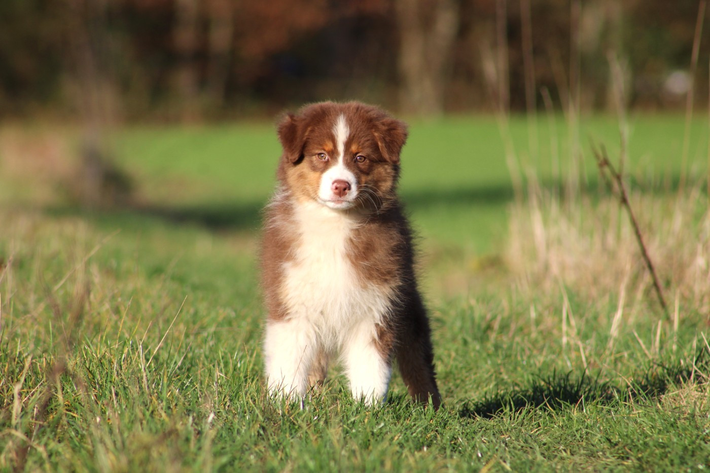 Des Bergers D'eden - Chiots disponibles - Berger Australien