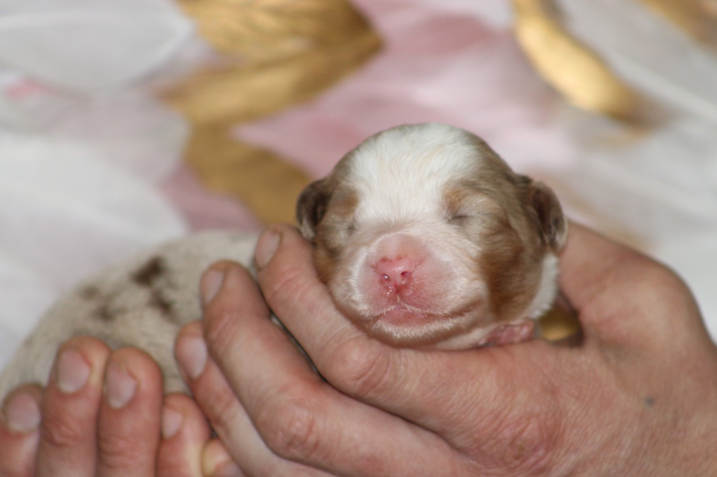 Des Bergers D'eden - Chiots disponibles - Berger Américain Miniature 