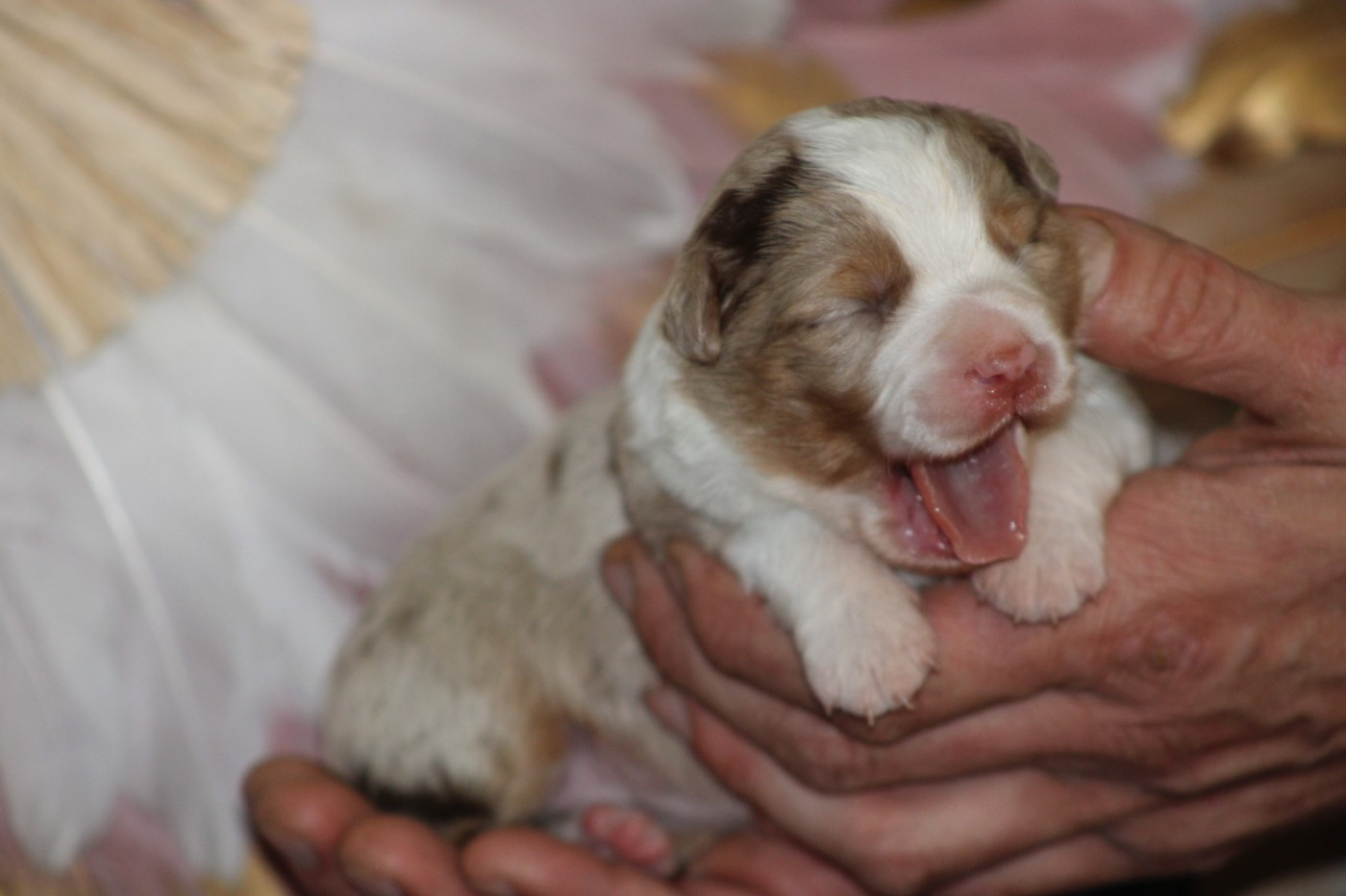 Des Bergers D'eden - Chiots disponibles - Berger Américain Miniature 