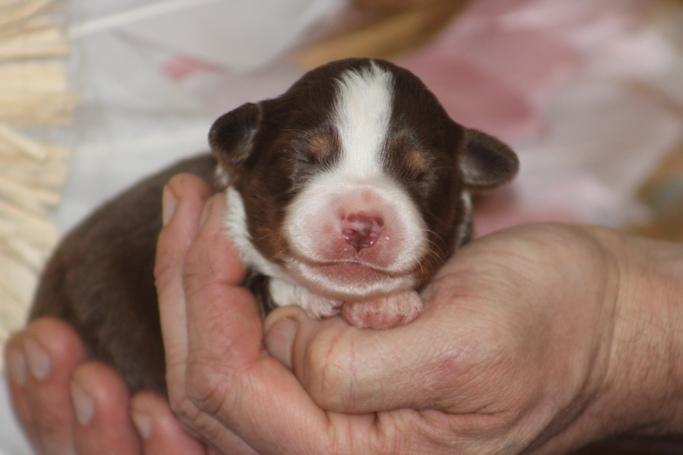 Des Bergers D'eden - Chiots disponibles - Berger Américain Miniature 