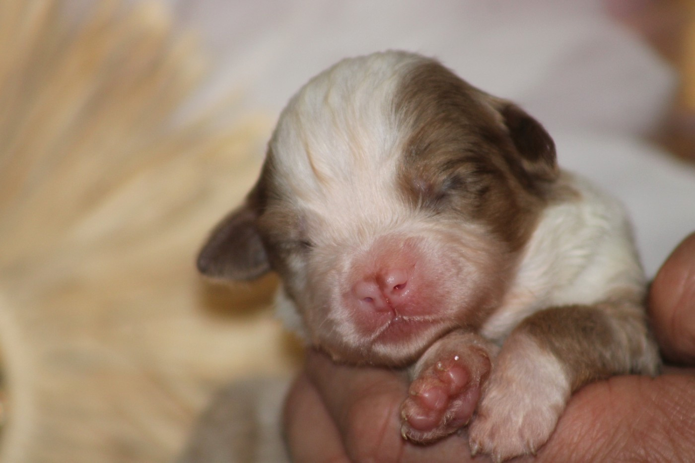 Des Bergers D'eden - Chiots disponibles - Berger Américain Miniature 