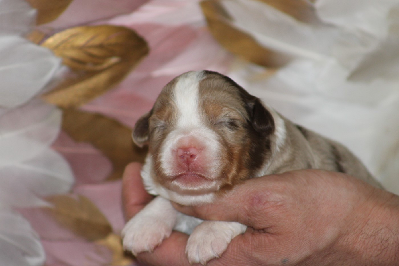 Des Bergers D'eden - Chiots disponibles - Berger Américain Miniature 