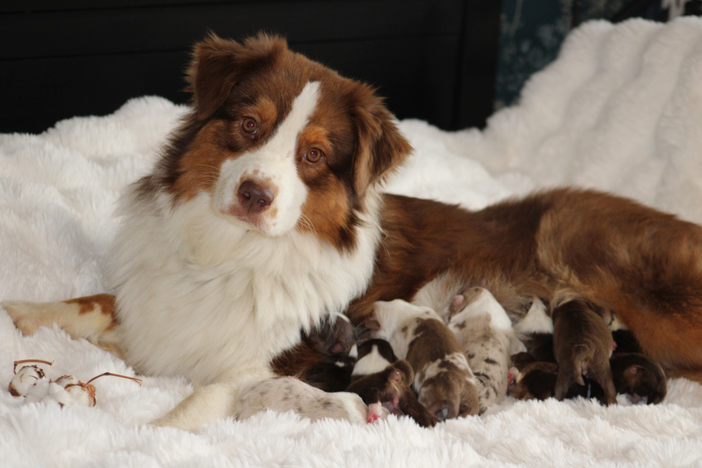 Chiot Berger Australien Des Bergers D'eden