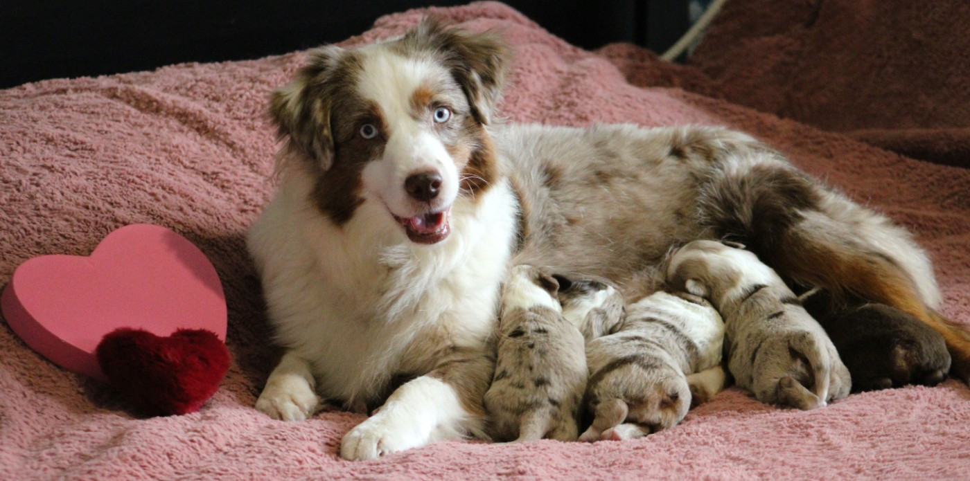 Chiot Berger Américain Miniature  Des Bergers D'eden
