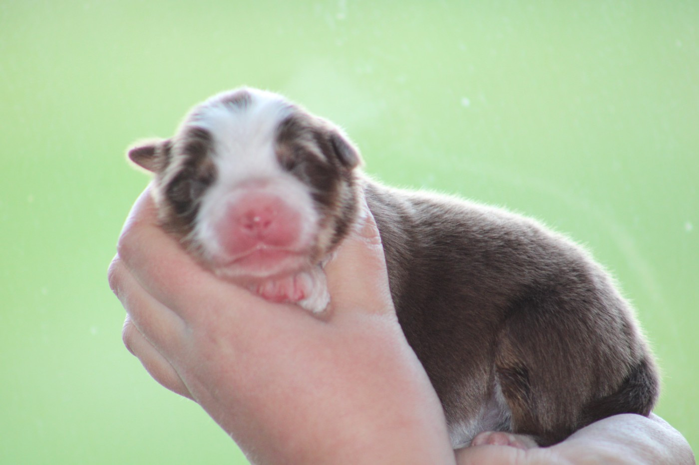 Des Bergers D'eden - Chiots disponibles - Berger Australien