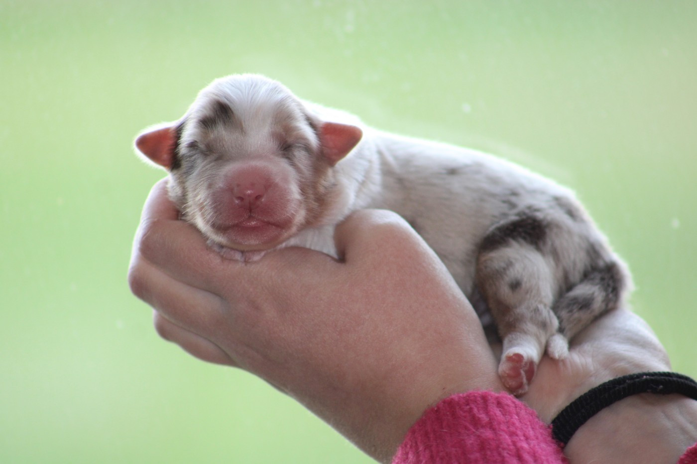 Des Bergers D'eden - Chiots disponibles - Berger Australien