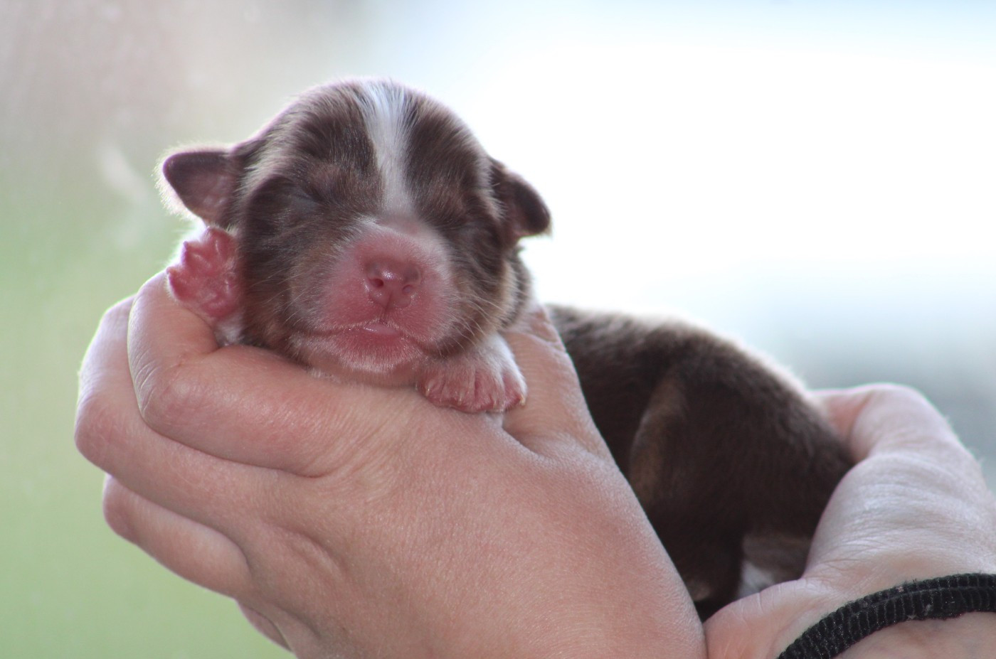 Des Bergers D'eden - Chiots disponibles - Berger Australien