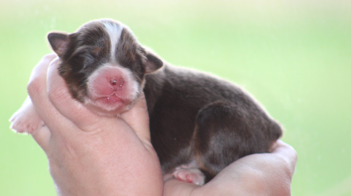 Des Bergers D'eden - Chiots disponibles - Berger Australien