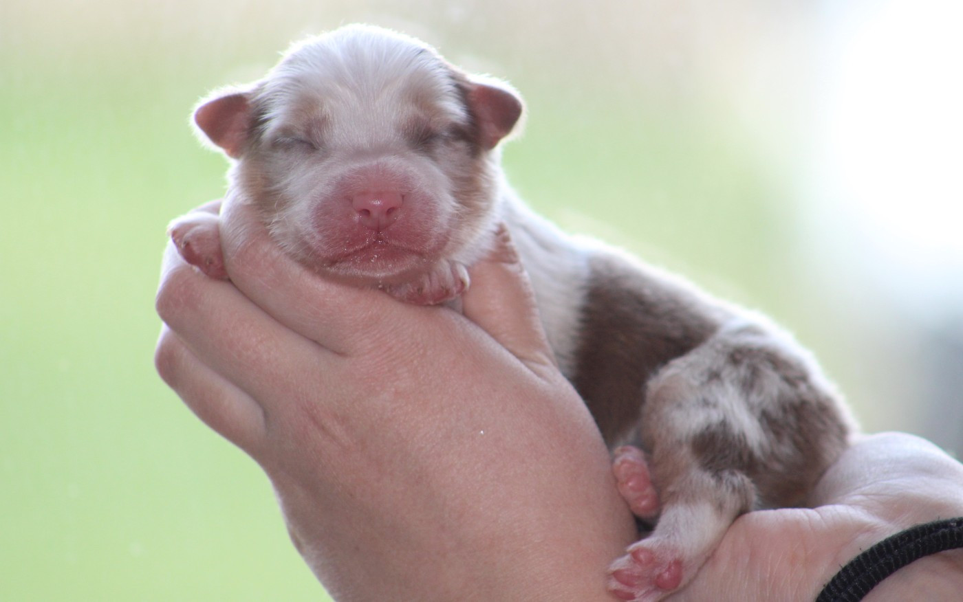 Des Bergers D'eden - Chiots disponibles - Berger Australien