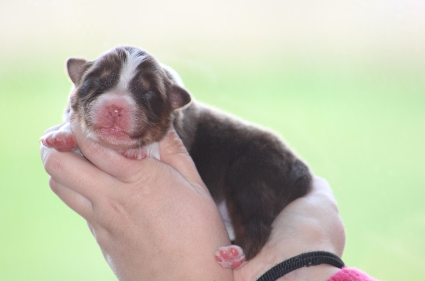 Des Bergers D'eden - Chiots disponibles - Berger Australien