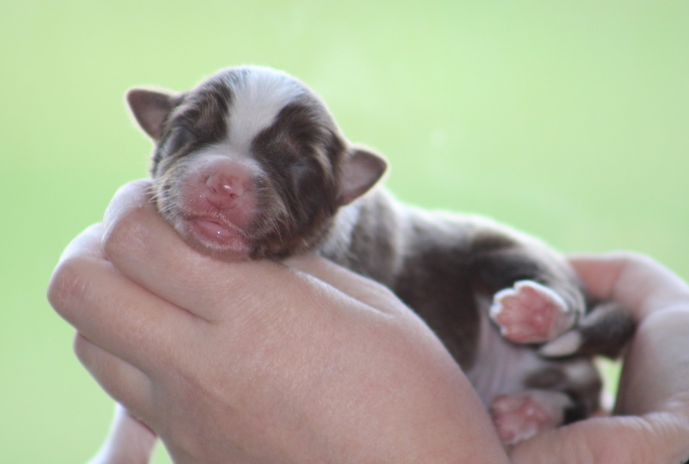 Des Bergers D'eden - Chiots disponibles - Berger Australien