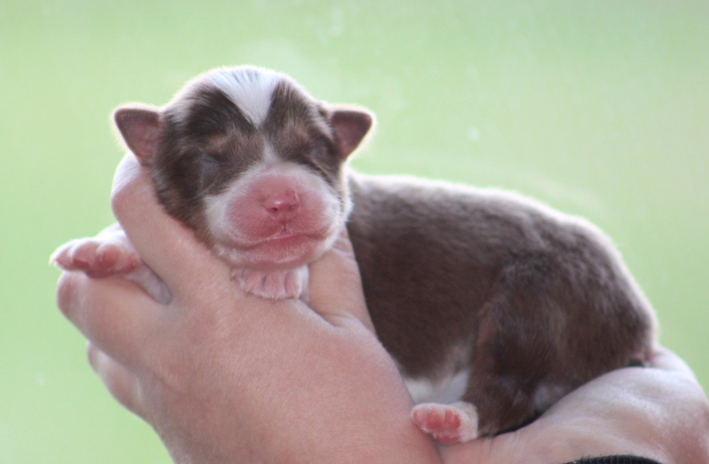 Des Bergers D'eden - Chiots disponibles - Berger Australien