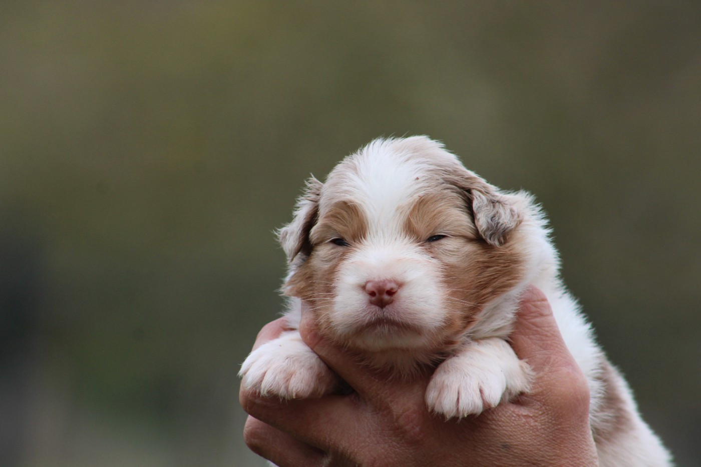 Des Bergers D'eden - Chiots disponibles - Berger Australien