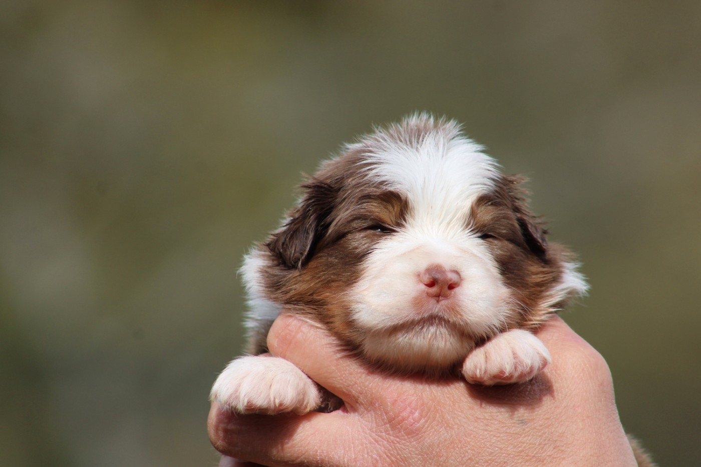 Des Bergers D'eden - Chiots disponibles - Berger Australien