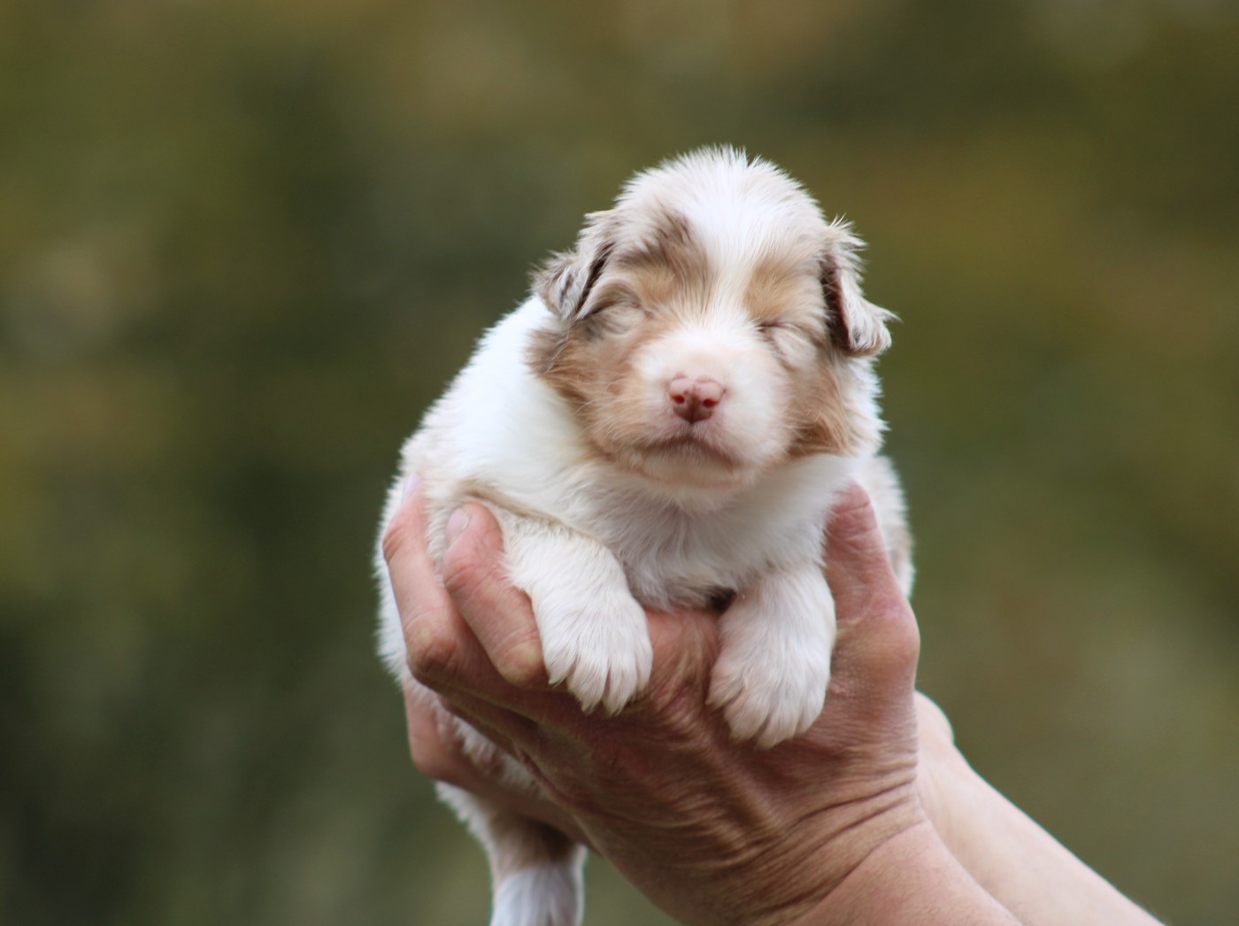 Des Bergers D'eden - Chiots disponibles - Berger Australien