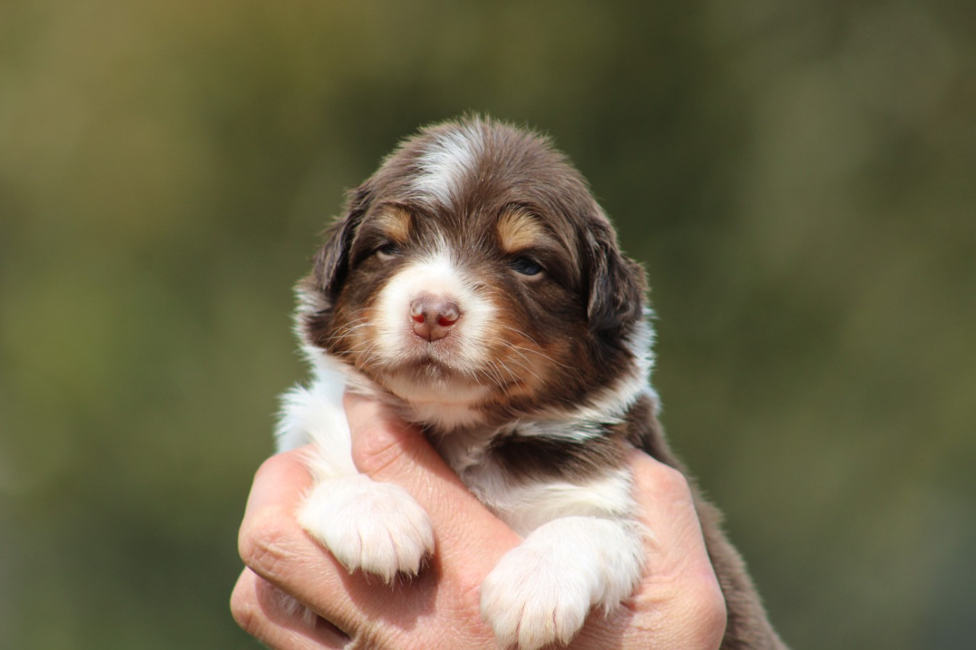 Des Bergers D'eden - Chiots disponibles - Berger Australien