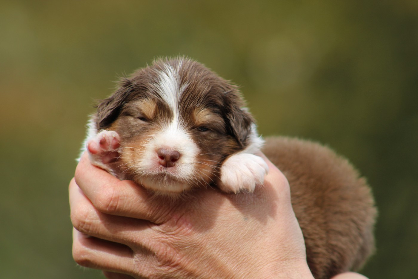 Des Bergers D'eden - Chiots disponibles - Berger Australien