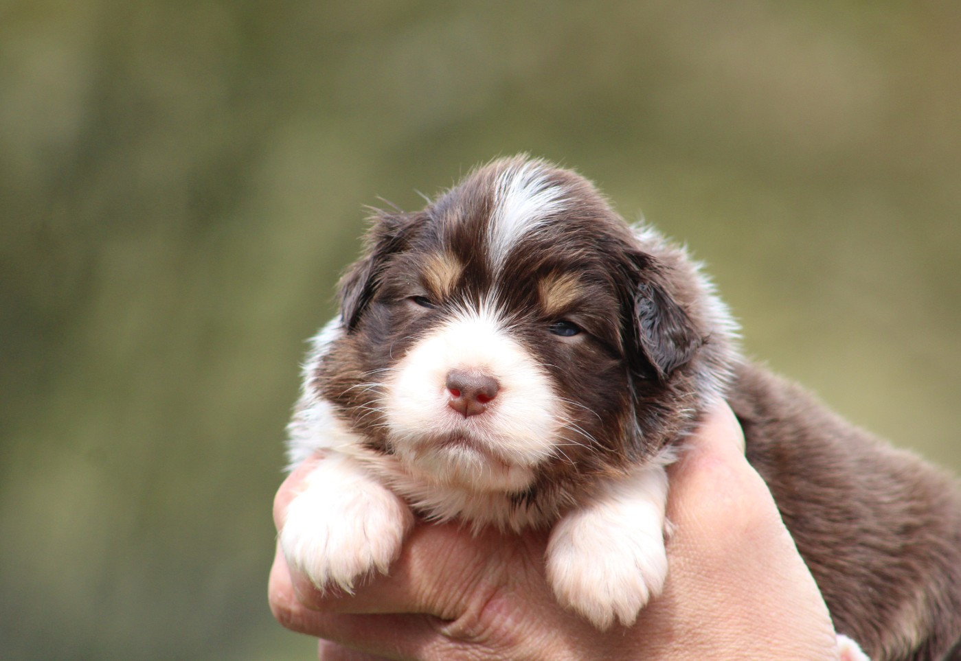 Des Bergers D'eden - Chiots disponibles - Berger Australien