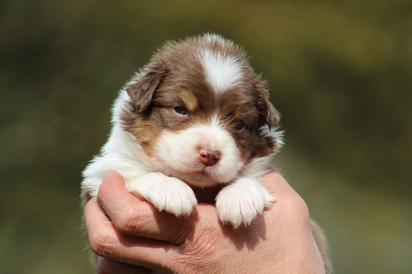 Des Bergers D'eden - Chiots disponibles - Berger Australien