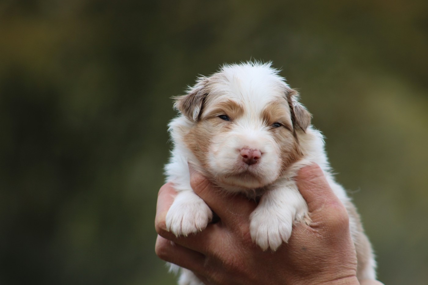 Des Bergers D'eden - Chiots disponibles - Berger Australien