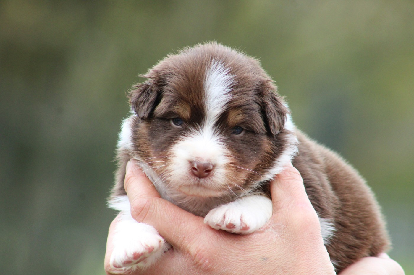 Des Bergers D'eden - Chiots disponibles - Berger Australien