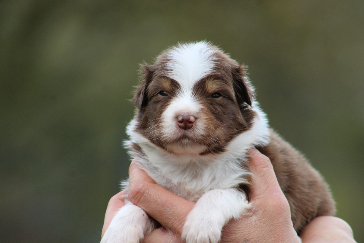 Des Bergers D'eden - Chiots disponibles - Berger Australien